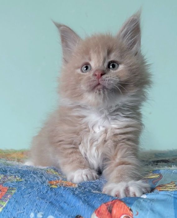 Maine Coon - śliczna koteczka ! Linia Shaded !