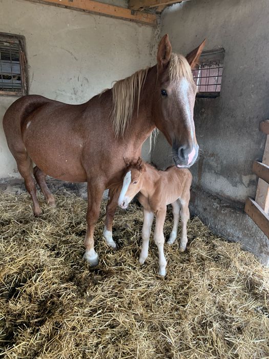 Змінить власника кобила