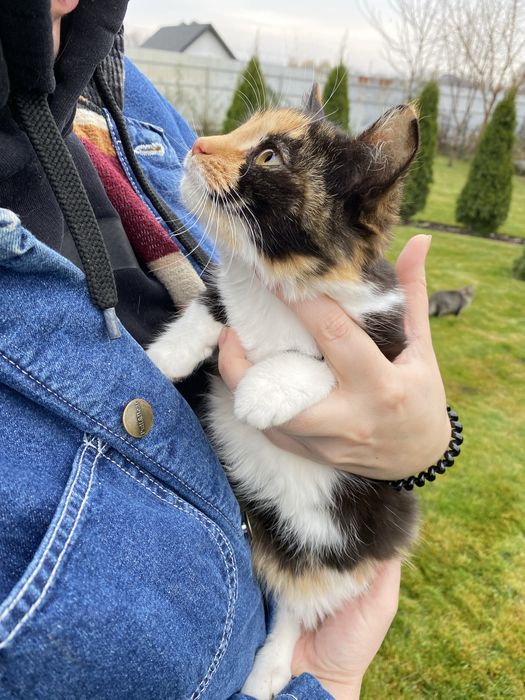 Киця з унікальним хутром шукає свій дім