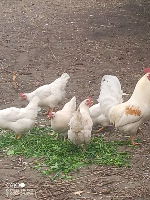 Продам яйца куриные.