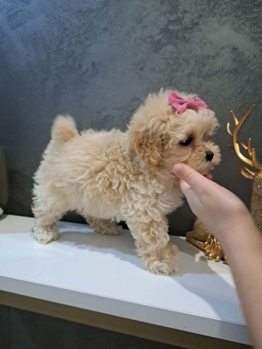 śliczna  dziewczynka maltipoo