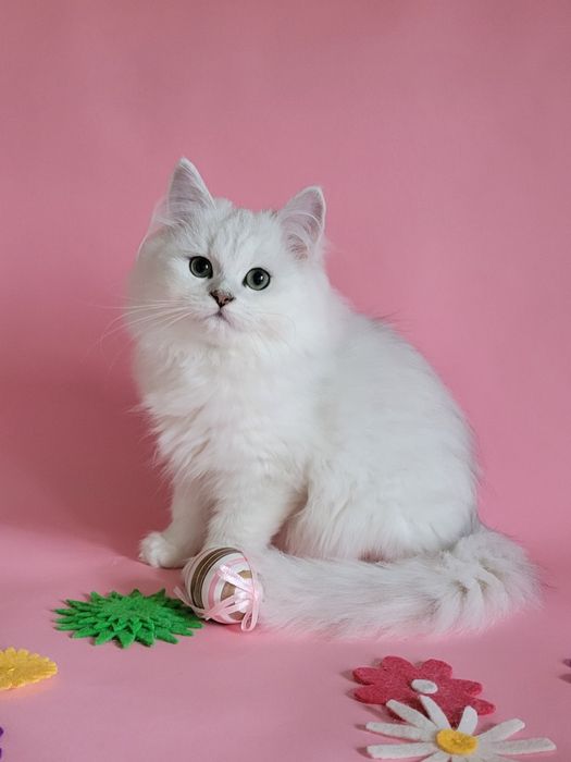 Британська дівчинка срібляста шиншила