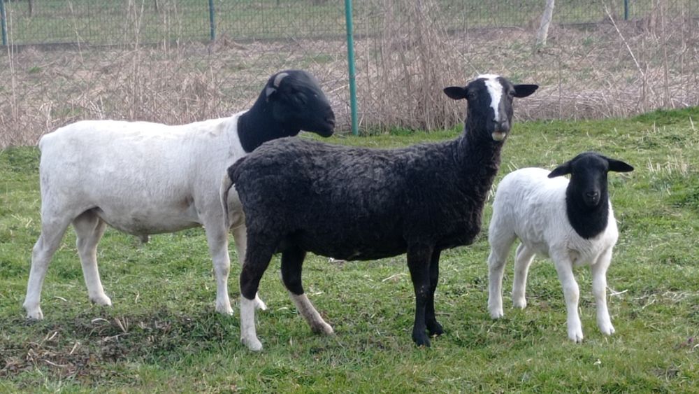 Ягнята Крос дорпер