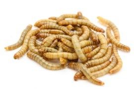 Zophobas morio, зофобас, зоофобус, зофобус кг.