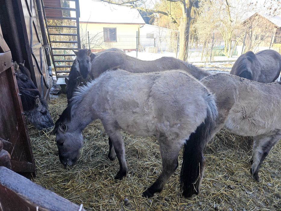 Klaczka konika polskiego 1rok po rodzicach z programu