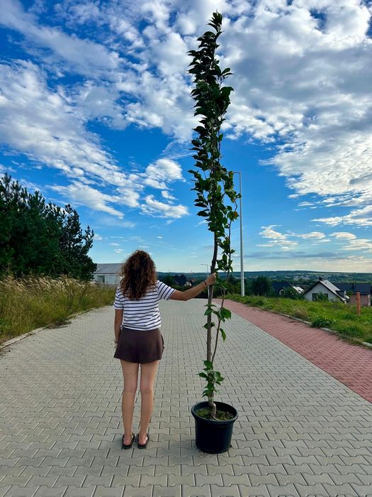 Wiśnia piłkowana Amanogawa / Prunus serrulata Amanogawa
wiśnia piłkowana 'Amanogawa'