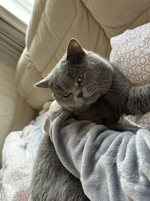 Шотландский прямоухий кот . Вязка котов