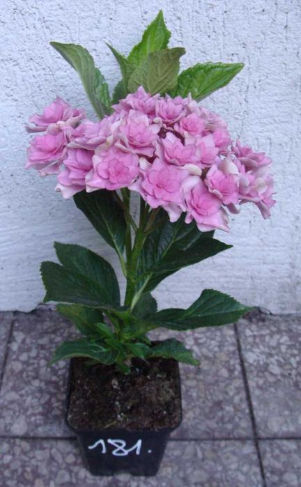 HORTENSJA You and Me Together - sadzonki w doniczkach