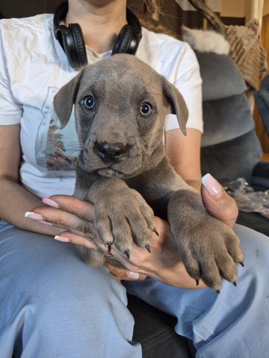 Niebieski Szczeniak Cane Corso Italiano z rodowodem szczeniaczek mocni rodzice, rodowód