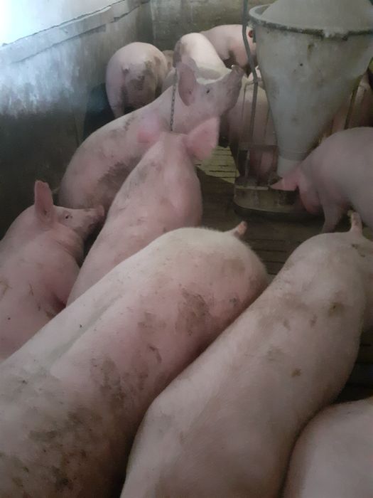 Продам свиней жива вага