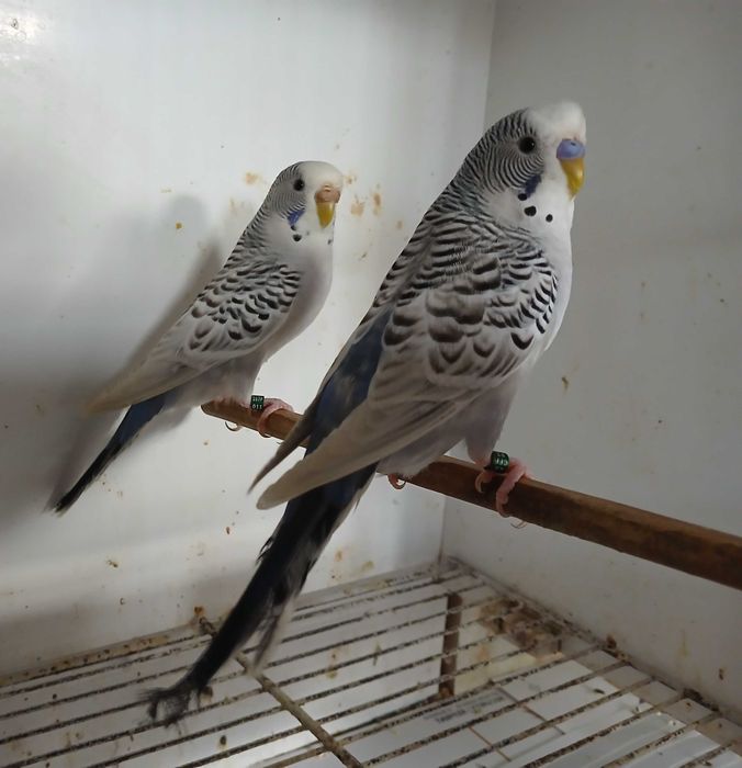 Piriquitos Australianos