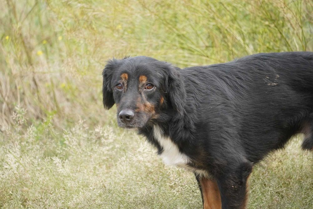 Funt - łagodny, smutny piesek