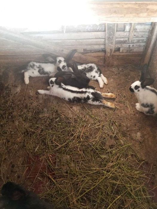 Продам кролів різних порід