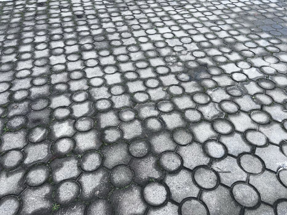 Бруківка конюшина