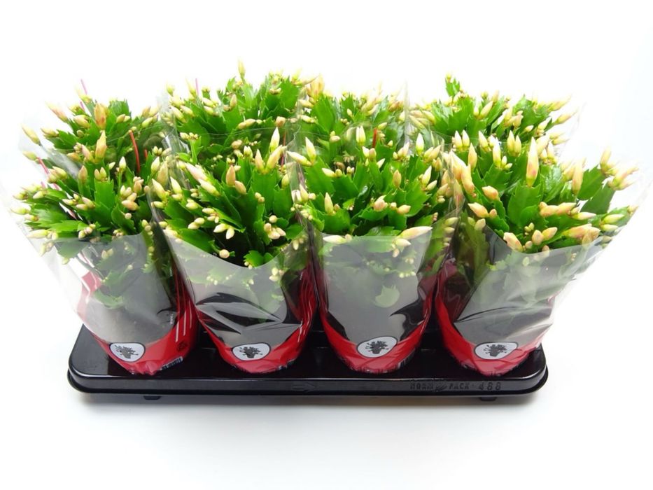 Шлюмбергера(Різдвяник) жовта і оранжева,троянда,антуріум,пуансетія