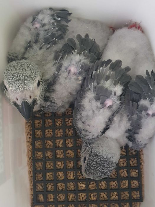 Disponivel papagaios cinzentos