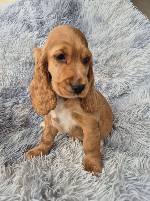 Cocker spaniel piesek  Sonic