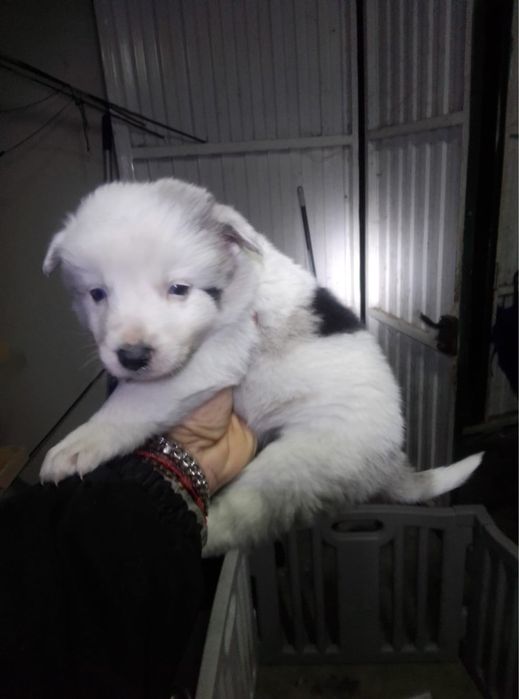 Border collie merle MACHO