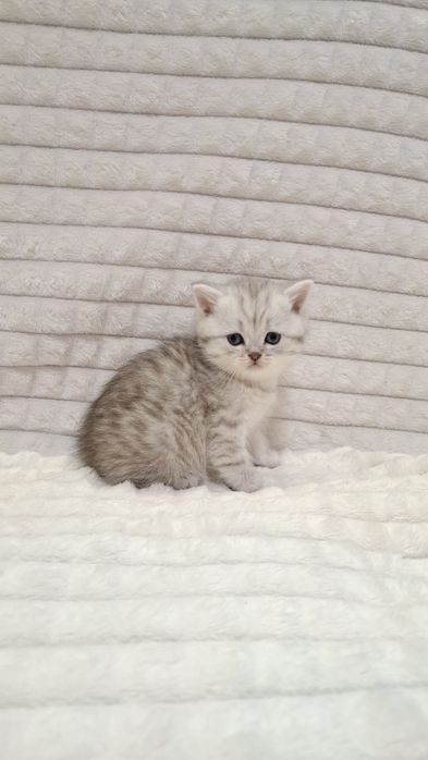 Серебристая шиншилла