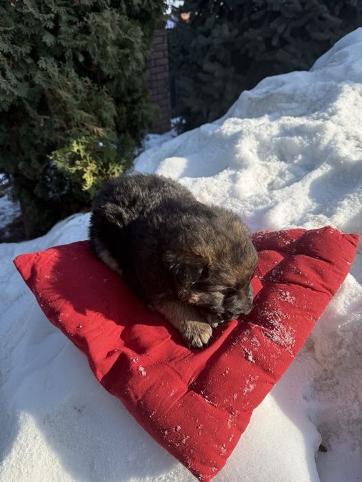 Дуже гарні цуценятка німецькі вівчарки