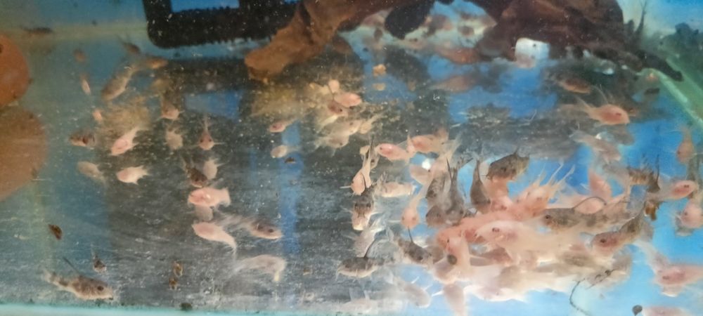 Sprzedam kirysy, kiryski pstre