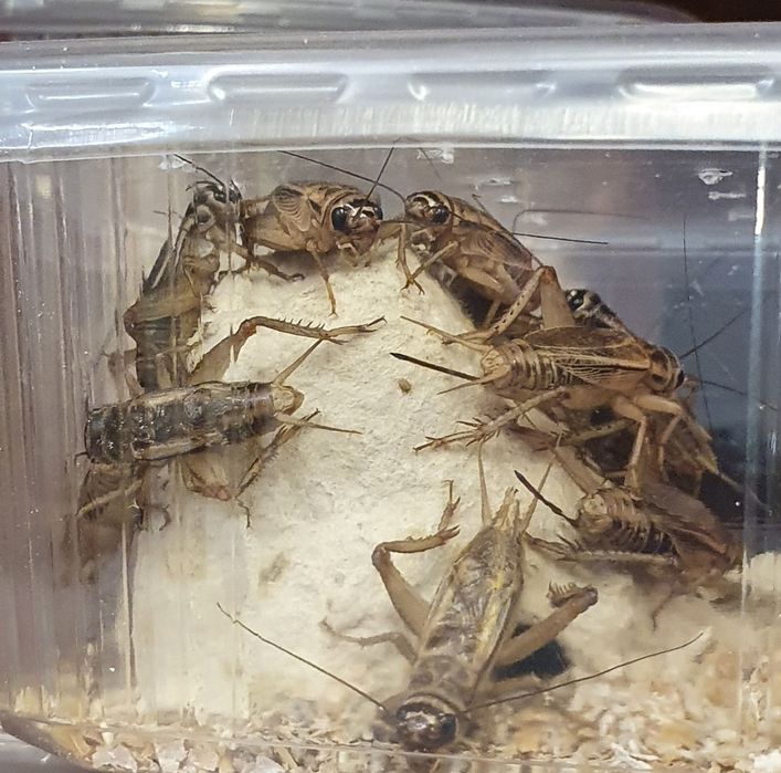 Świerszcze, mączniki, drewnojady || Karmówka, jaszczurka, białko