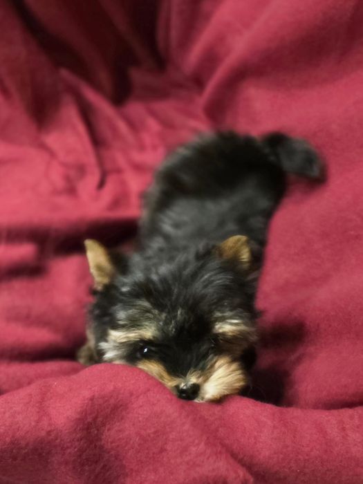 Piesek mini do 1,5kg Yorkshire Terrier