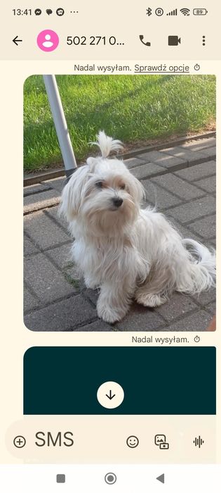 Sprzedam suczkę maltańczyka