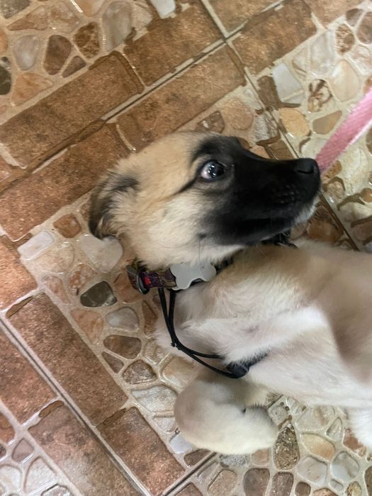 Cadelinha bebe sem raça definida