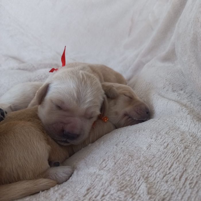 Szczeniak Golden Retriever