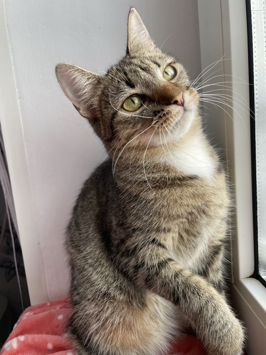 В добрі руки, кошенята, кішечка, котик, кіт