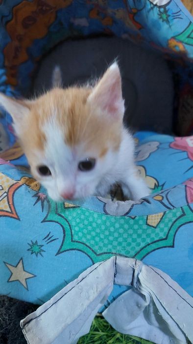 Котята девочки и мальчики