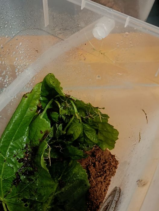 Oddam małe  patyczaki rogate