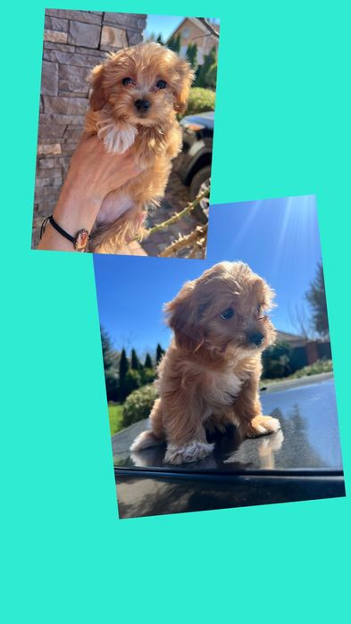 Шикарна міні дівчинка