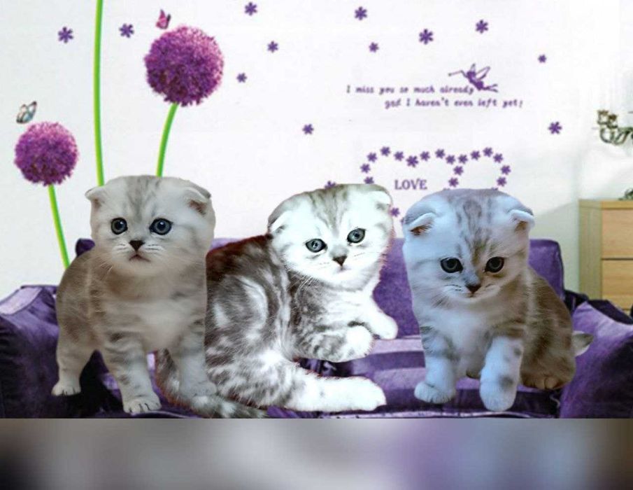 Срібна мрамурова,чистокровна.Scottish fold. Кошенята.