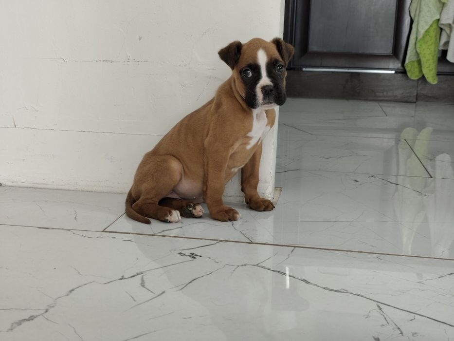 Bokser z Rodowodem gotowe do odbioru