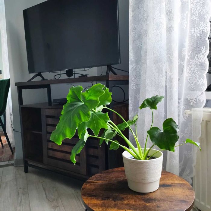 Mieszkanie na wynajem Przystanek_Las_Złoty Stok