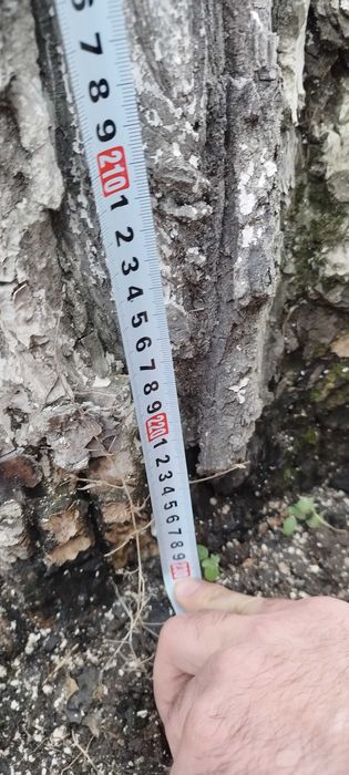 Drzewo orzech sprzedam