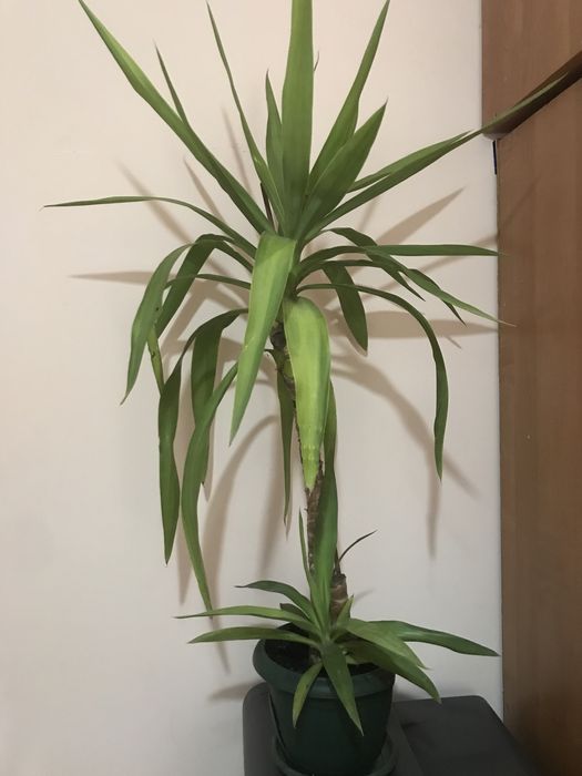 Юкка кімнатна