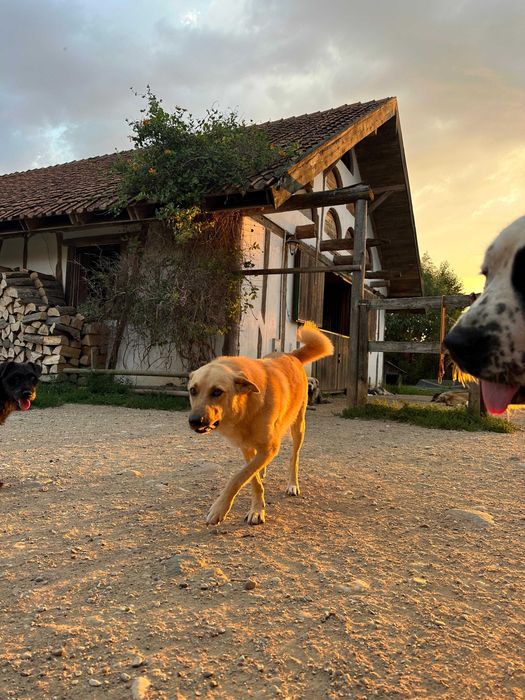 Szach - fajny pies szuka najlepszego domu