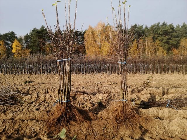 Drzewka owocowe - jabłonie