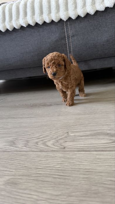 Cavapoo F1BB – Ayla, Red suczka | Rodowód, chip, wyprawka