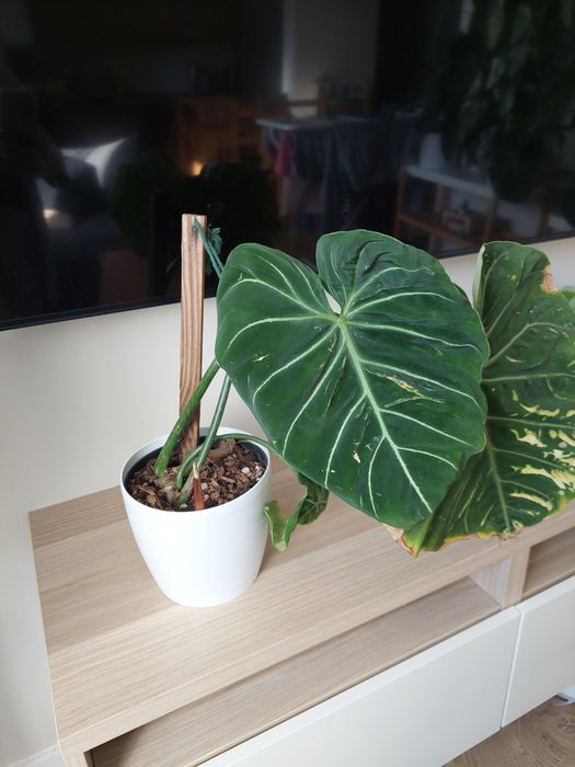 Philodendron gloriosum round form
