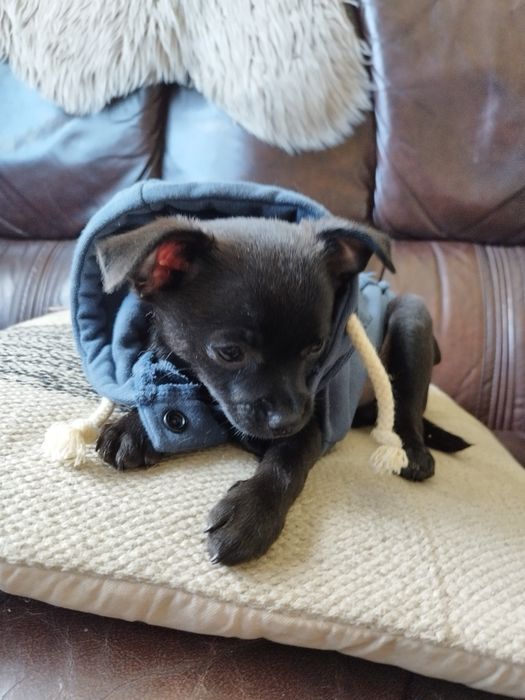 Chihuahua malutki piesek