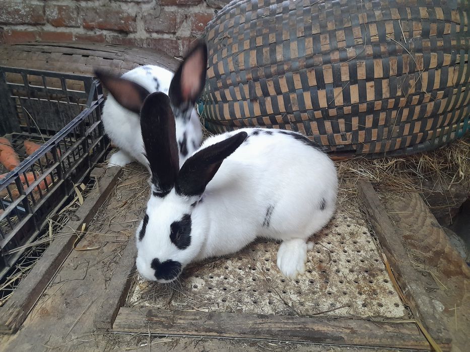 Króliki - samce I samice
