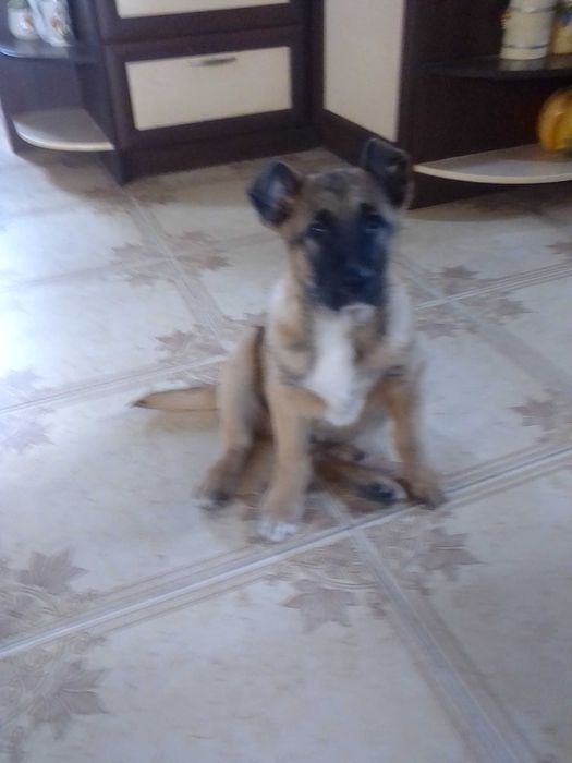 подарую песика, чудовий малюк з  чудовою генетикою