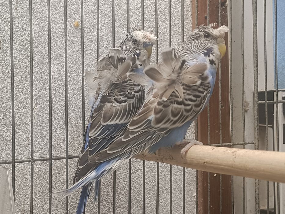 Tenho vários agapórnis roseicollis e periquitos hagoromos para cedência