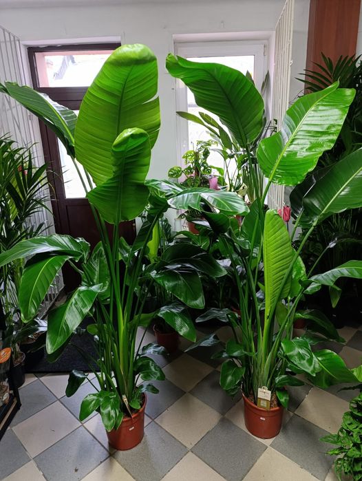 Strelicja Nicolai 180-210cm P27