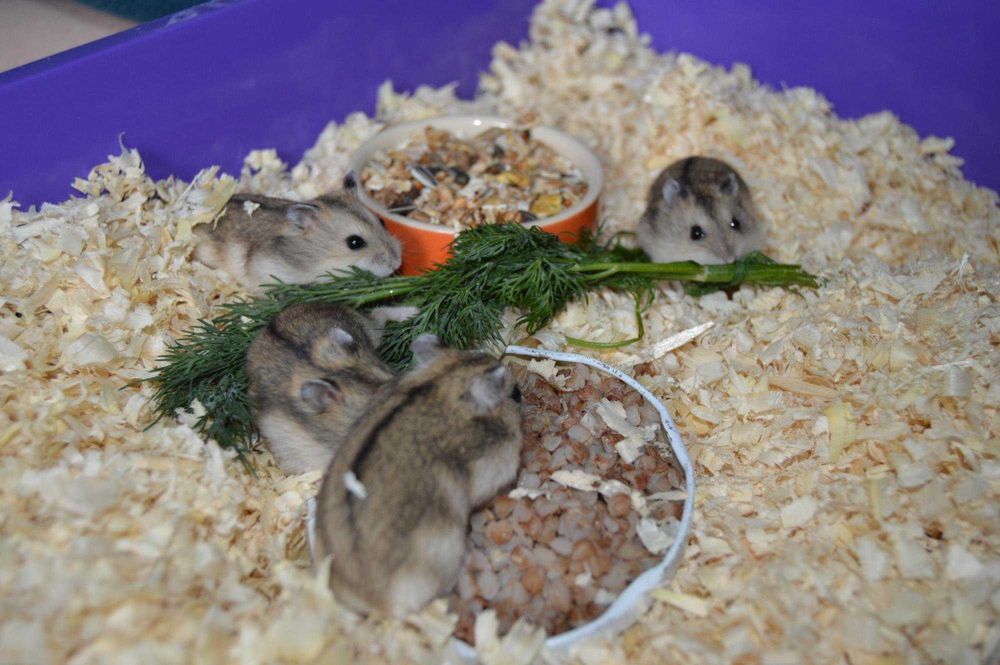 Джунгарские хомячки, хомячата, хомяки, хомяк, карликовые, джунгарики