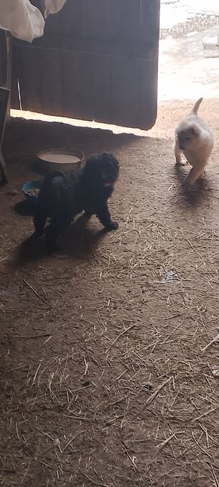 Piesek  mały średni urwis